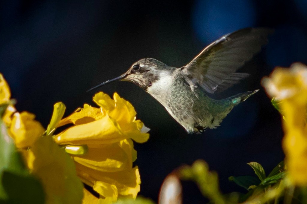 Hovering Hummingbird by jyokota
