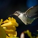 Hovering Hummingbird by jyokota