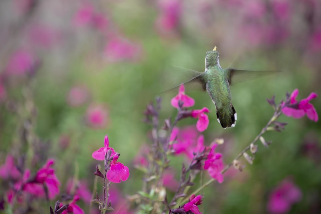 Multi-Winged Hummingbird by jyokota