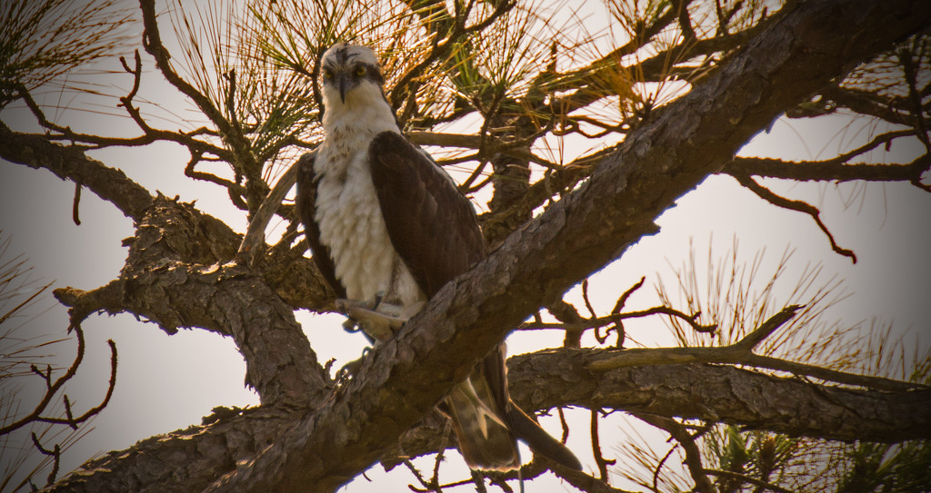 This Osprey Was Checking Me Out! by rickster549