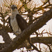 This Osprey Was Checking Me Out! by rickster549