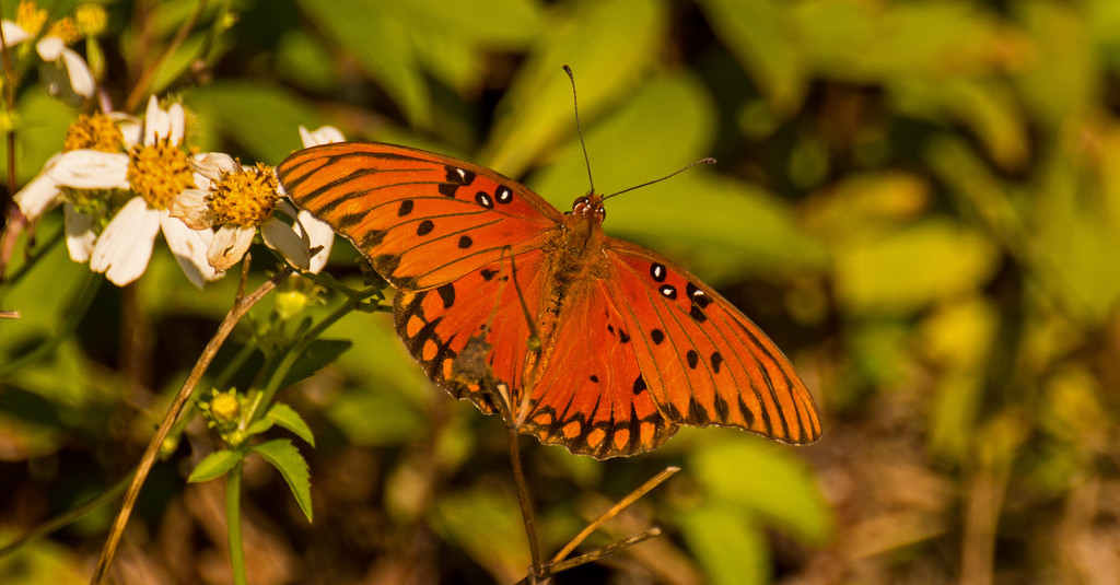 Gulf Fritillary Butterfly! by rickster549