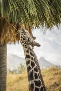 4th Dec 2018 - Giraffe Licking a Tree