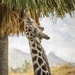 Giraffe Licking a Tree by jyokota