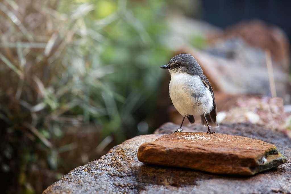 The white breasted robin again by jodies