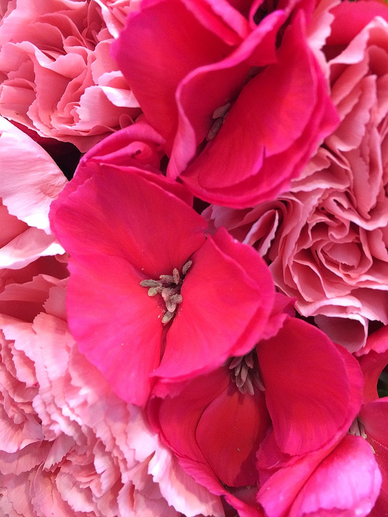 Pink carnation? by homeschoolmom