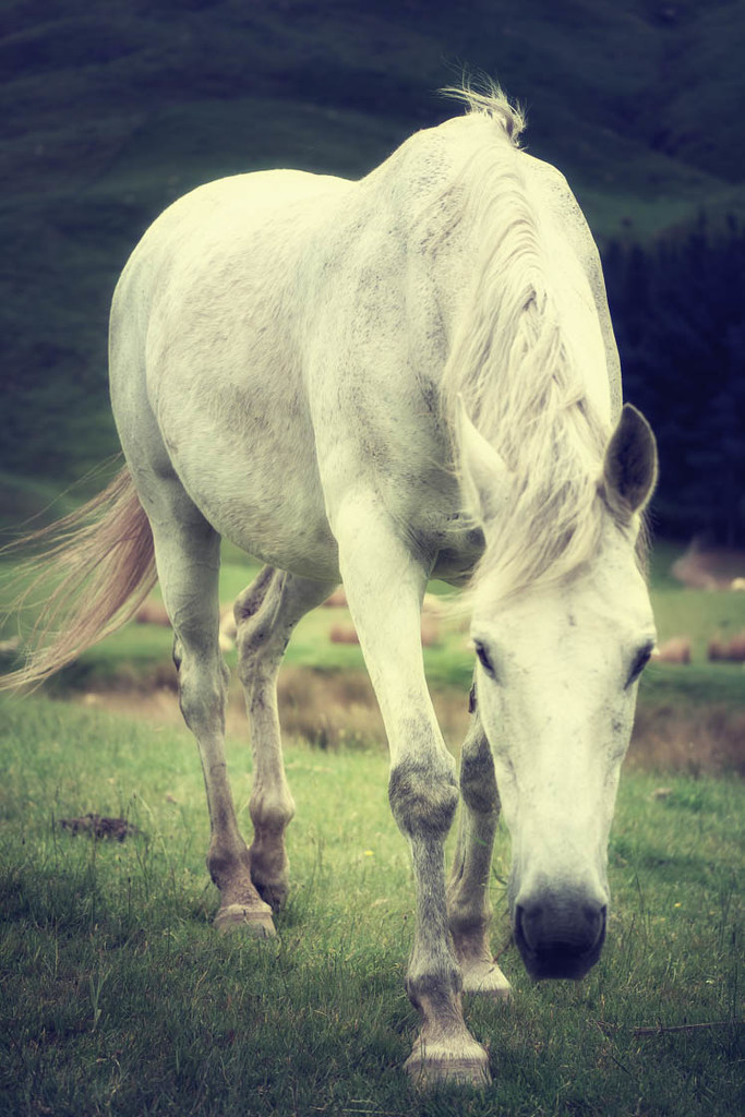 White Horse by helenw2