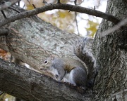 3rd Dec 2018 - December 3: Gray Squirrel