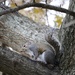 December 3: Gray Squirrel by daisymiller