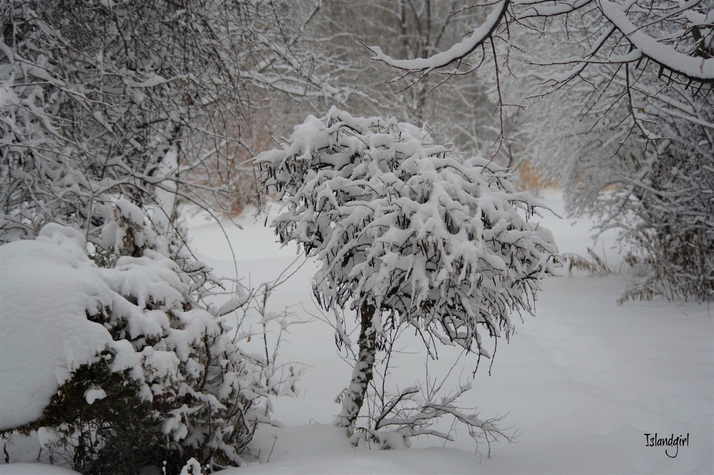 Snowy Backyard by radiogirl