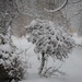 Snowy Backyard by radiogirl