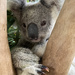 Krissy by koalagardens