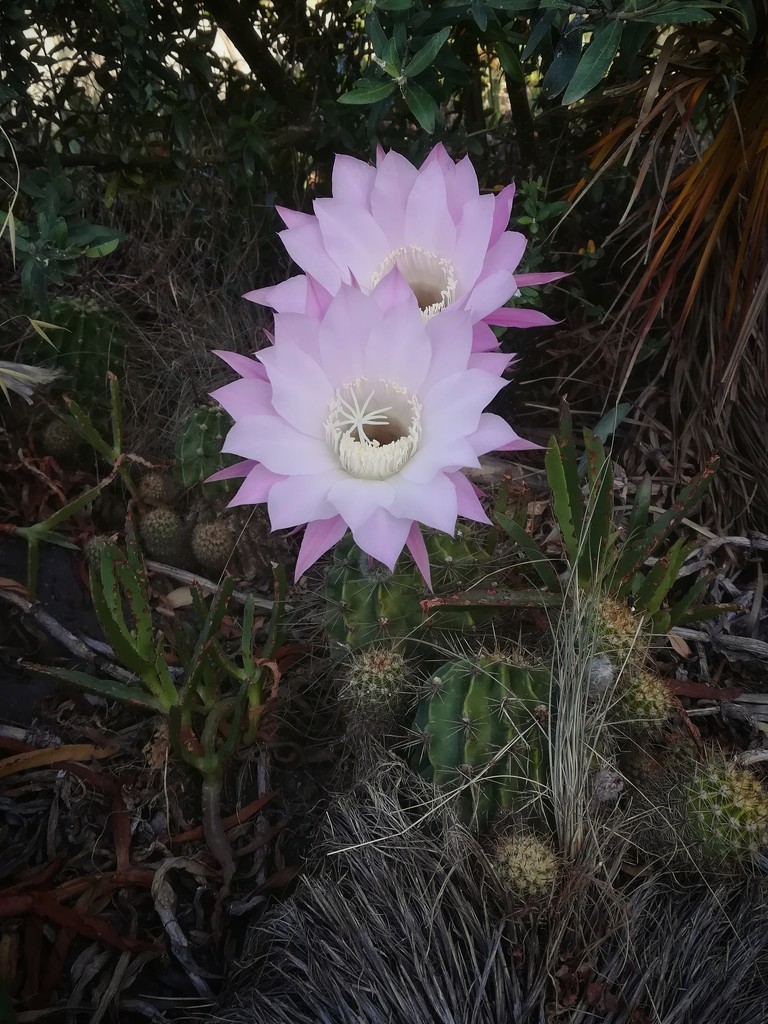 Cactus Flowers by salza