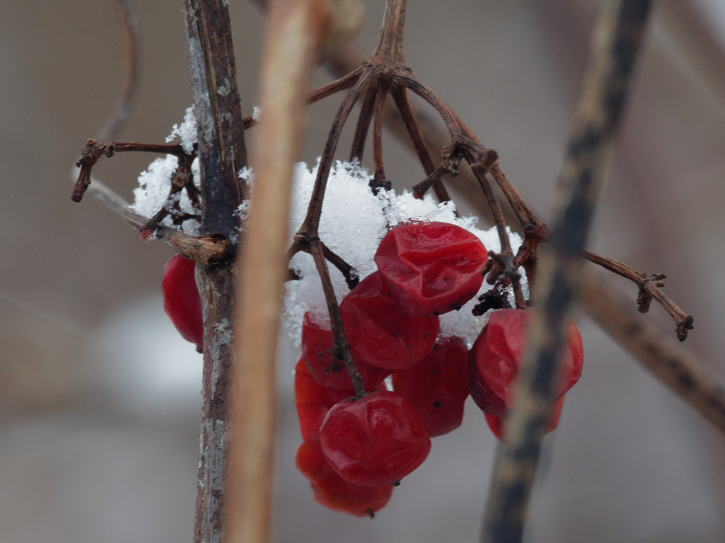 snow berries by rminer