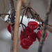snow berries by rminer
