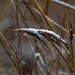 prairie grass snow by rminer