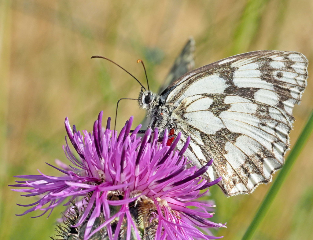  Marbled White  by jesika2