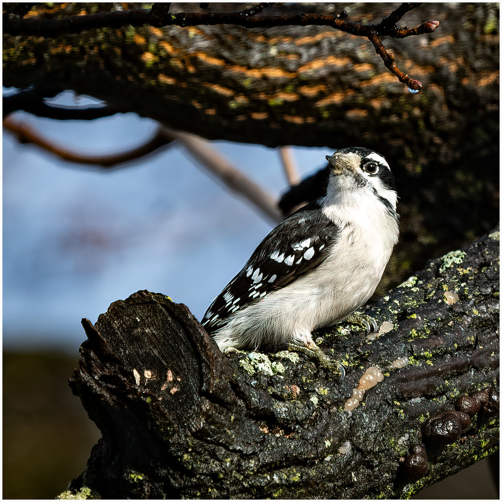 downy woodpecker by jernst1779