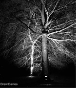 3rd Dec 2018 - Spooky trees 