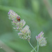 lady beetle by ulla
