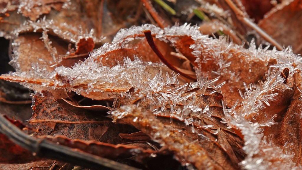 Ice Crystals and Fall Leaves by milaniet