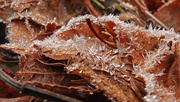 3rd Dec 2018 - Ice Crystals and Fall Leaves
