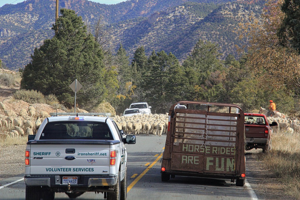 Sheep Herding  by digitalrn