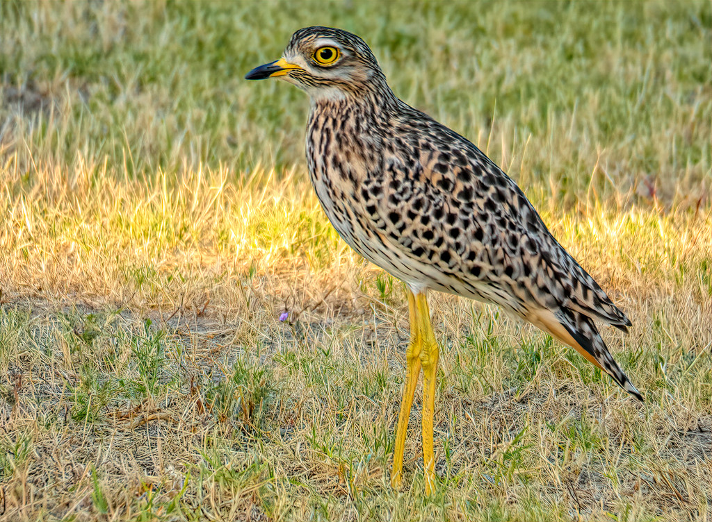 Dikkop or Thick Knee by ludwigsdiana