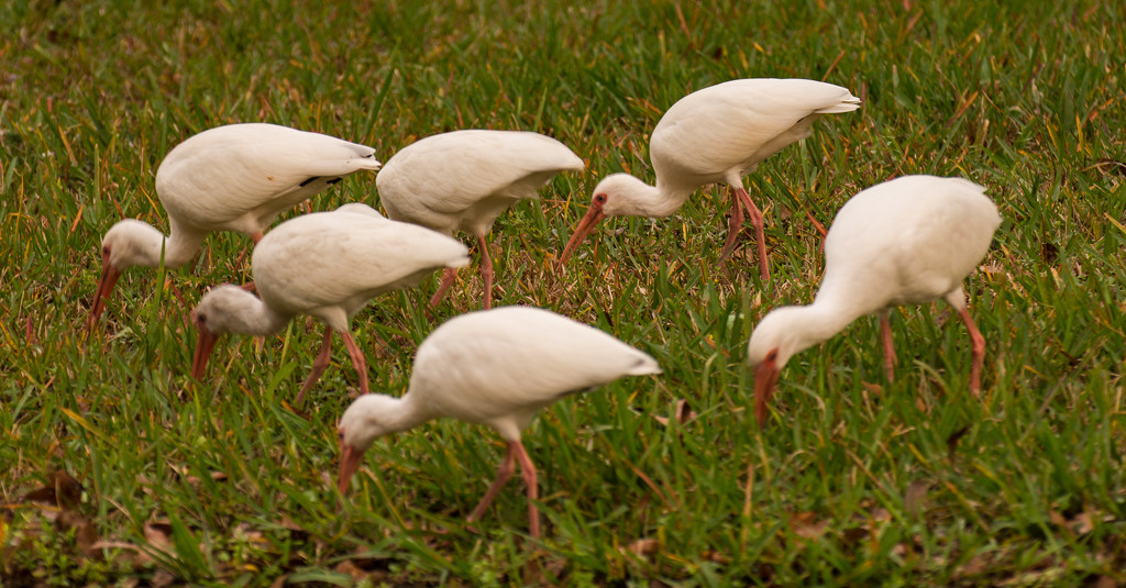 Herd of Ibiss! by rickster549