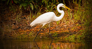 3rd Dec 2018 - Egret on the Prowl!
