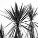 cabbage trees by yorkshirekiwi