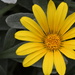 Yellow Daisy by kgolab