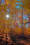 4th Dec 2018 - Fall Forest Flare