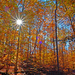 Fall Forest Flare