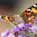 Painted Lady  by jesika2