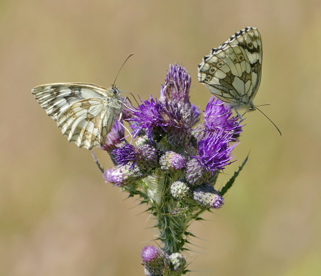 Marbled Whites by jesika2