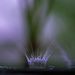 Split Tone Water Drop Dancing by evalieutionspics