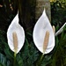Peace Lily ~        by happysnaps