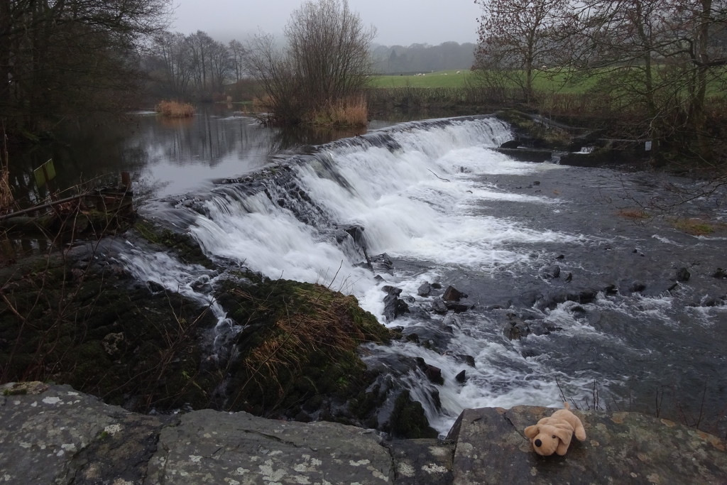 soft dog visits the weir by anniesue