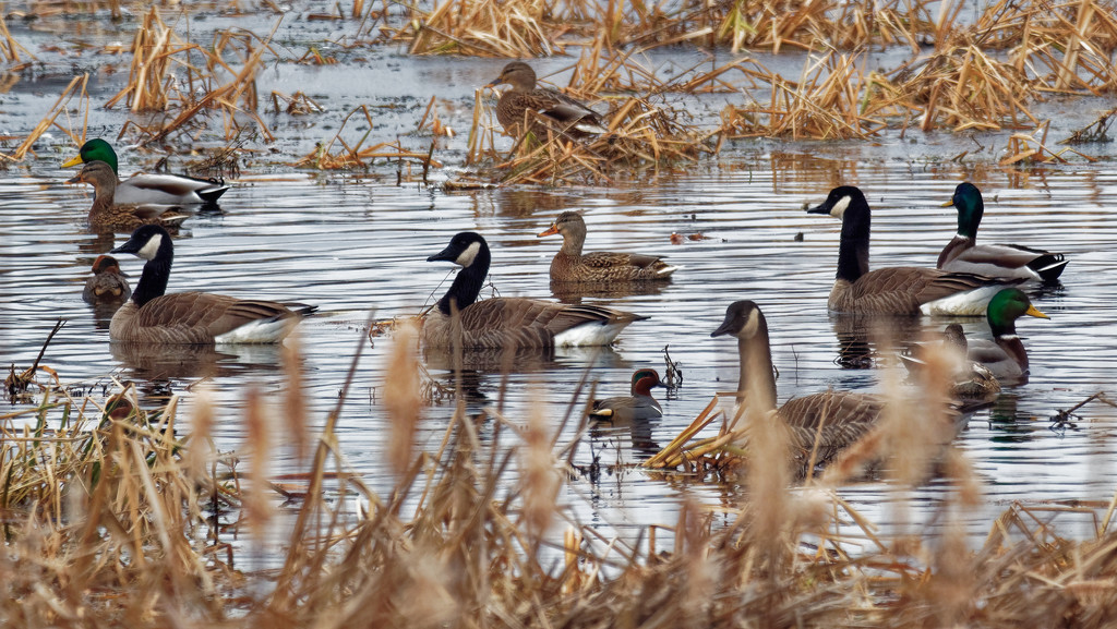 Green winged teal and geese by rminer