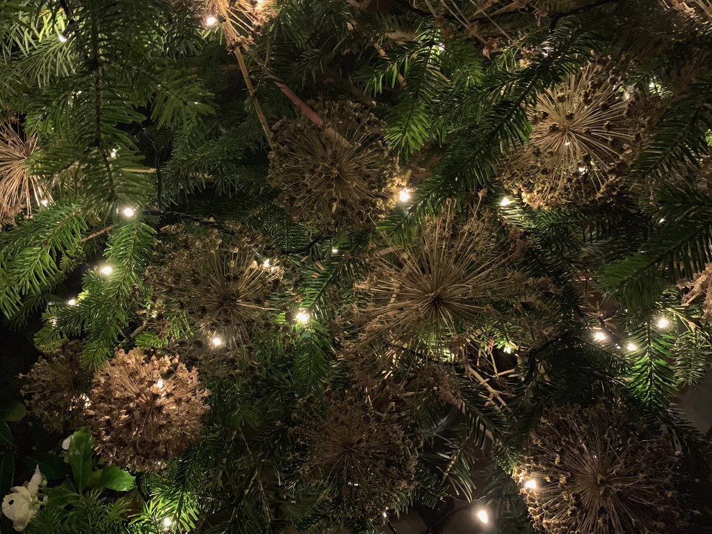 Christmas Tree by 365projectmaxine
