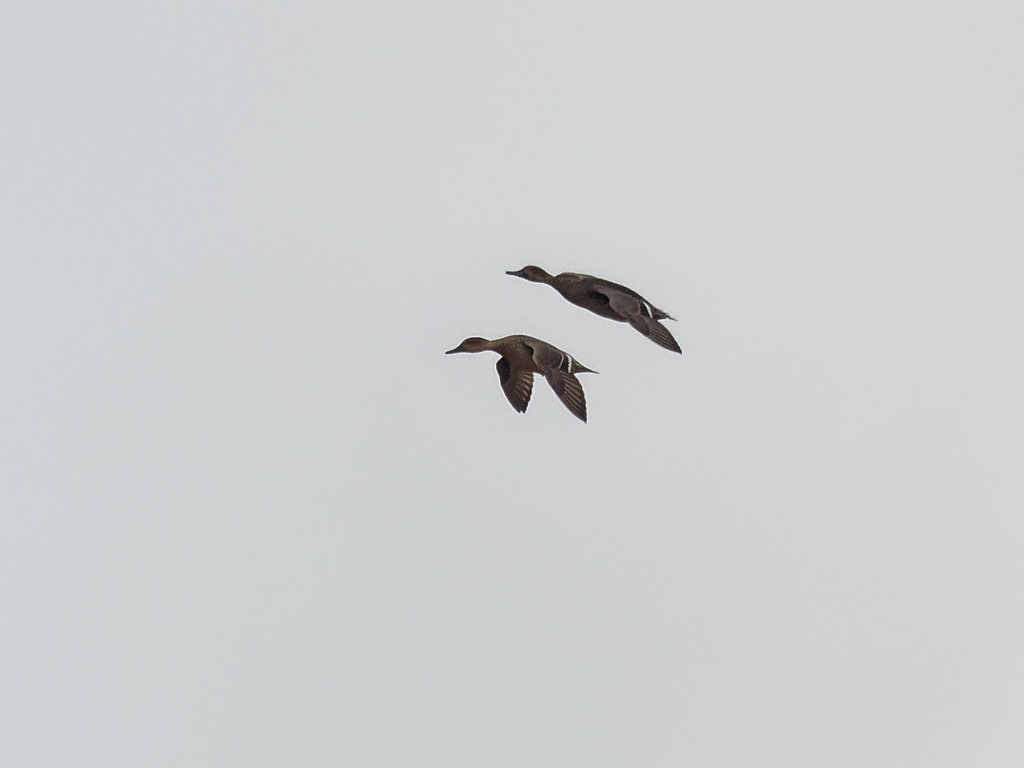 a pair of ducks in flight by rminer