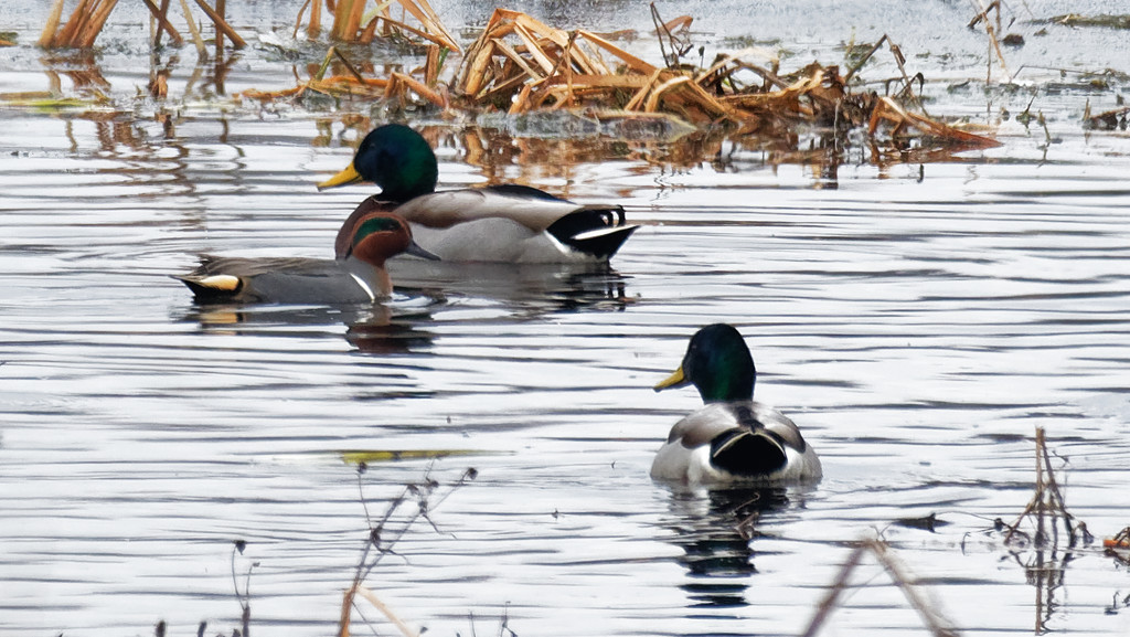 teal and two mallards by rminer