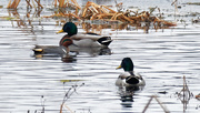 4th Dec 2018 - teal and two mallards
