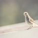 juvenile sparrow by ulla