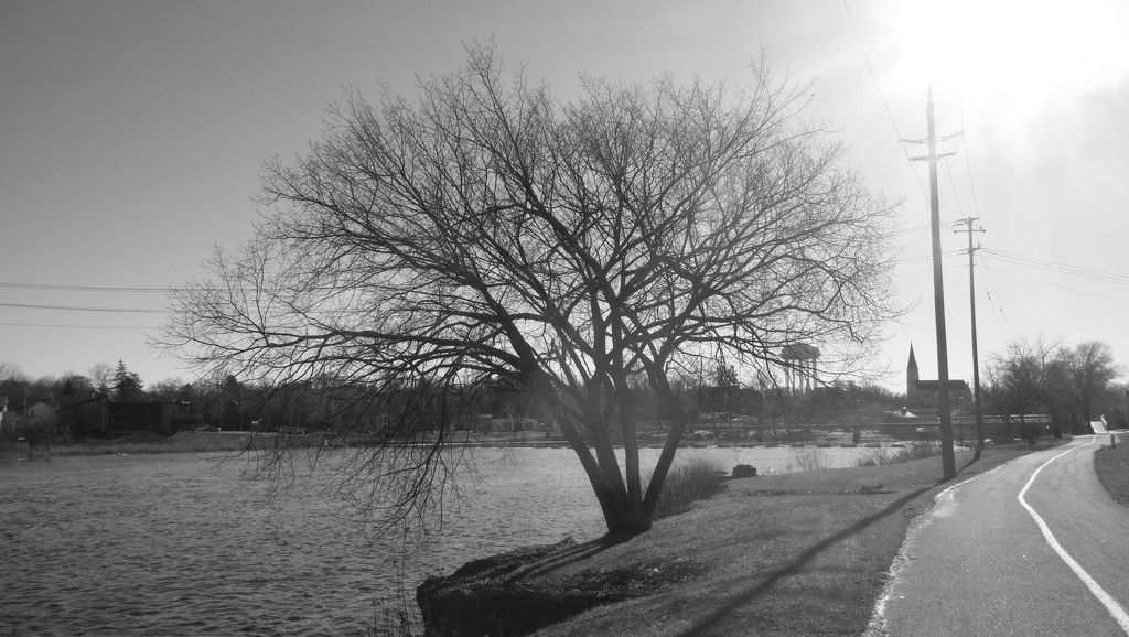 Tree by the River by spanishliz