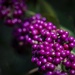The Very Purple Berries by jyokota