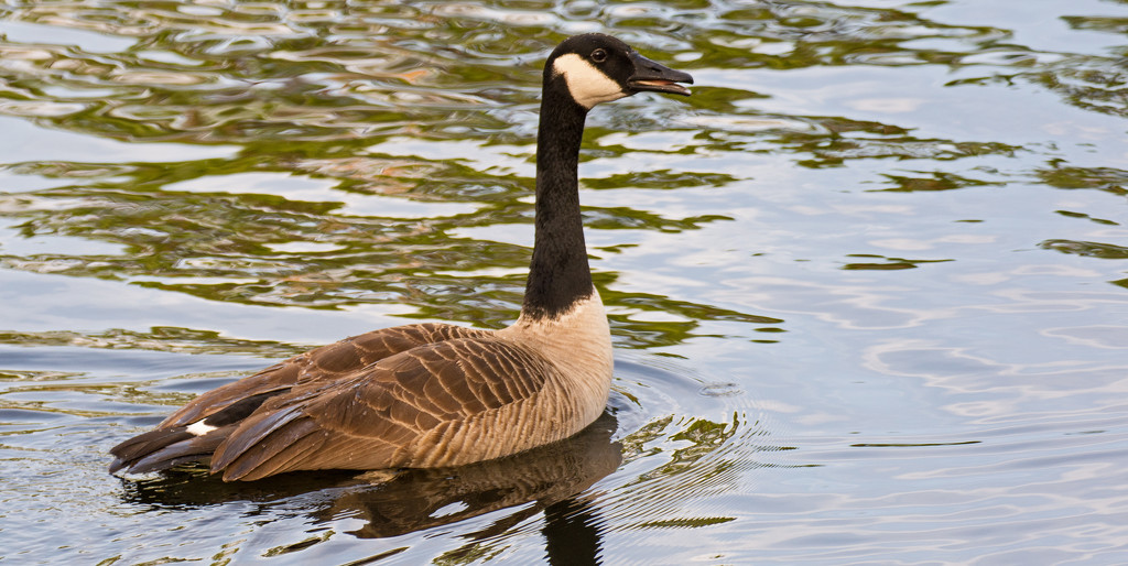 Mr Goose Out for a Stroll! by rickster549