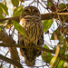 Sleepy Owl! by rickster549