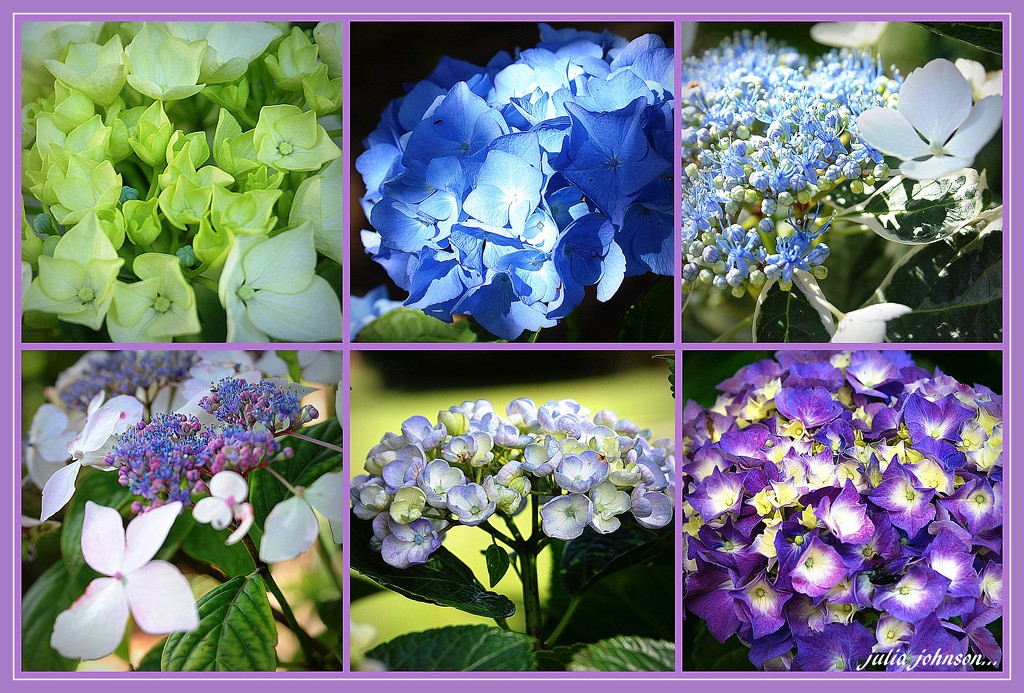 And some more Hydrangea's from my garden by julzmaioro